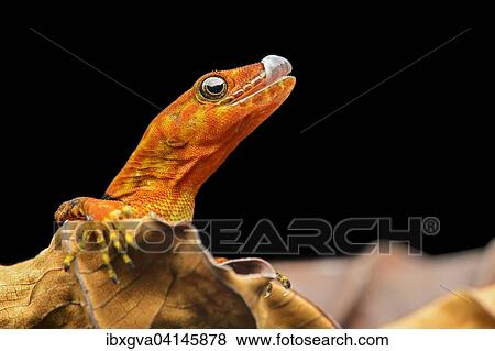 O'Shaughnessy's gecko or collared gecko (Gonatodes concinnatus), male, Amazon rainforest, Yasuni National Park, Ecuador, South America View Large Photo Image Stock Photo - O'Shaughnessy's gecko or collared gecko (Gonatodes concinnatus), male, Amazon rainforest, Yasuni National Park, Ecuador, South America. Fotosearch