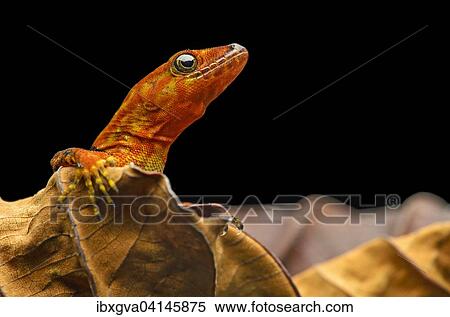 O'Shaughnessy's gecko or collared gecko (Gonatodes concinnatus), male, Amazon rainforest, Yasuni National Park, Ecuador, South America View Large Photo Image Stock Photography - O'Shaughnessy's gecko or collared gecko (Gonatodes concinnatus), male, Amazon rainforest, Yasuni National Park, Ecuador, South America. Fotosearch