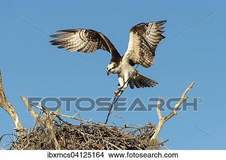 Osprey (Pandion haliaetus) at the aerie, Everglades National Park, Florida, USA View Large Photo Image Picture - Osprey (Pandion haliaetus) at the aerie, Everglades National Park, Florida, USA. Fotosearch