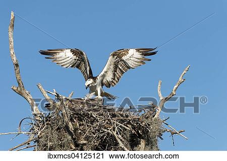 Osprey (Pandion haliaetus) at the aerie, Everglades National Park, Florida, USA View Large Photo Image Stock Image - Osprey (Pandion haliaetus) at the aerie, Everglades National Park, Florida, USA. Fotosearch