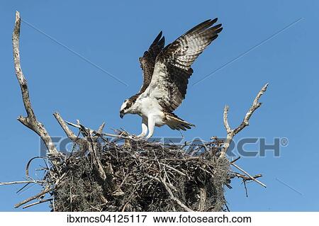 Osprey (Pandion haliaetus) at the aerie, Everglades National Park, Florida, USA View Large Photo Image Stock Photo - Osprey (Pandion haliaetus) at the aerie, Everglades National Park, Florida, USA. Fotosearch