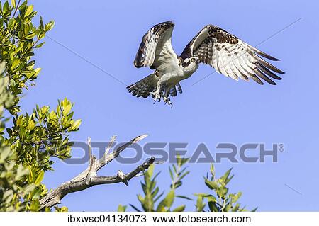 Osprey (Pandion haliaetus carolinensis) in flight, Sanibel island, Florida, USA View Large Photo Image Stock Image - Osprey (Pandion haliaetus carolinensis) in flight, Sanibel island, Florida, USA. Fotosearch