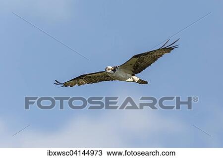 Osprey (Pandion haliaetus carolinensis) flying, osprey, Everglades, Florida, USA View Large Photo Image Stock Image - Osprey (Pandion haliaetus carolinensis) flying, osprey, Everglades, Florida, USA. Fotosearch