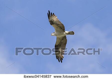 Osprey (Pandion haliaetus carolinensis) flying, Everglades, Florida, USA View Large Photo Image Stock Photo - Osprey (Pandion haliaetus carolinensis) flying, Everglades, Florida, USA. Fotosearch