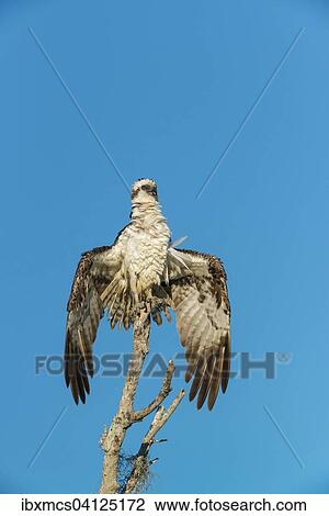 Osprey (Pandion haliaetus), Everglades National Park, Florida, USA View Large Photo Image Stock Image - Osprey (Pandion haliaetus), Everglades National Park, Florida, USA. Fotosearch