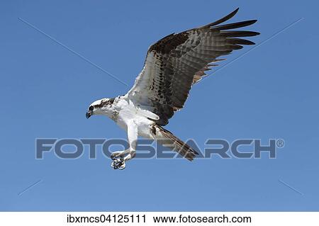 Osprey (Pandion haliaetus) in flight, Everglades National Park, Florida, USA View Large Photo Image Stock Image - Osprey (Pandion haliaetus) in flight, Everglades National Park, Florida, USA. Fotosearch