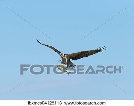 Osprey (Pandion haliaetus) in flight with fish, Everglades National Park, Florida, USA View Large Photo Image Stock Image - Osprey (Pandion haliaetus) in flight with fish, Everglades National Park, Florida, USA. Fotosearch