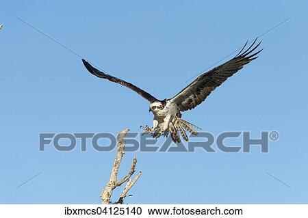 Osprey (Pandion haliaetus) in flight, Everglades National Park, Florida, USA View Large Photo Image Stock Image - Osprey (Pandion haliaetus) in flight, Everglades National Park, Florida, USA. Fotosearch