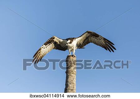 Osprey (Pandion haliaetus carolinensis), Florida, Everglades, United States, North America View Large Photo Image Picture - Osprey (Pandion haliaetus carolinensis), Florida, Everglades, United States, North America. Fotosearch
