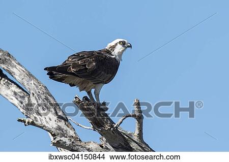 Osprey (Pandion haliaetus carolinensis), Everglades, Florida, USA View Large Photo Image Picture - Osprey (Pandion haliaetus carolinensis), Everglades, Florida, USA. Fotosearch
