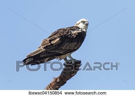 Picture - Osprey (Pandion haliaetus carolinensis), Everglades, Florida, USA. Fotosearch