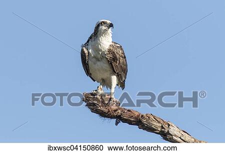 Osprey (Pandion haliaetus carolinensis), Everglades, Florida, USA View Large Photo Image Stock Image - Osprey (Pandion haliaetus carolinensis), Everglades, Florida, USA. Fotosearch