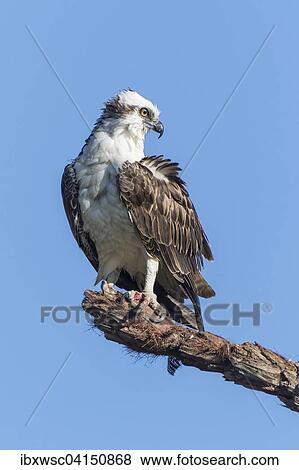 Osprey (Pandion haliaetus carolinensis), Everglades, Florida, USA View Large Photo Image Stock Photo - Osprey (Pandion haliaetus carolinensis), Everglades, Florida, USA. Fotosearch