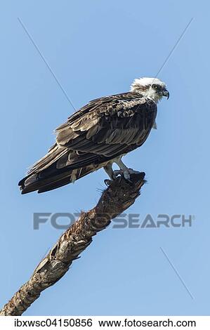 Osprey (Pandion haliaetus carolinensis), Everglades, Florida, USA View Large Photo Image Stock Photograph - Osprey (Pandion haliaetus carolinensis), Everglades, Florida, USA. Fotosearch
