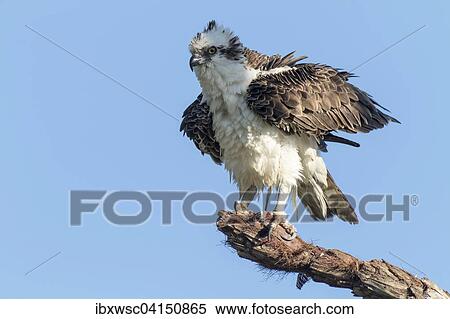 Osprey (Pandion haliaetus carolinensis), Everglades, Florida, USA View Large Photo Image Stock Photography - Osprey (Pandion haliaetus carolinensis), Everglades, Florida, USA. Fotosearch