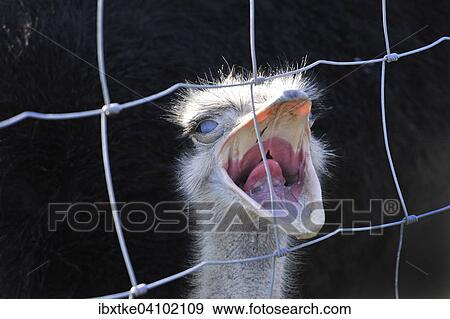 Ostrich or Common Ostrich (Struthio camelus), captive, Baden-Wurttemberg, Germany, Europe View Large Photo Image Stock Photo - Ostrich or Common Ostrich (Struthio camelus), captive, Baden-Wurttemberg, Germany, Europe. Fotosearch