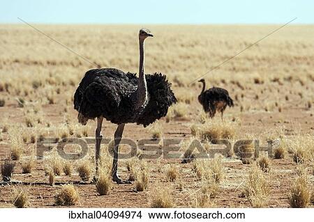Picture - Ostriches or Common Ostriches (Struthio camelus), Namibia, Africa. Fotosearch