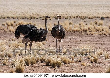 Ostriches or Common Ostriches (Struthio camelus), Namibia, Africa View Large Photo Image Stock Image - Ostriches or Common Ostriches (Struthio camelus), Namibia, Africa. Fotosearch