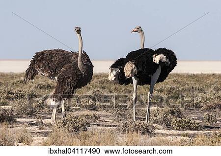 Stock Image - Ostriches (Struthio camelus), male and female, courtship, Etosha National Park, Namibia, Africa. Fotosearch