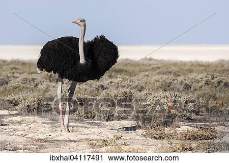 Ostriches (Struthio camelus), male and female, courtship, Etosha National Park, Namibia, Africa View Large Photo Image Stock Image - Ostriches (Struthio camelus), male and female, courtship, Etosha National Park, Namibia, Africa. Fotosearch