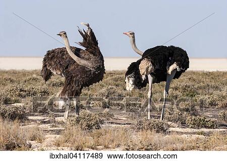 Ostriches (Struthio camelus), male and female, courtship, Etosha National Park, Namibia, Africa View Large Photo Image Stock Photo - Ostriches (Struthio camelus), male and female, courtship, Etosha National Park, Namibia, Africa. Fotosearch