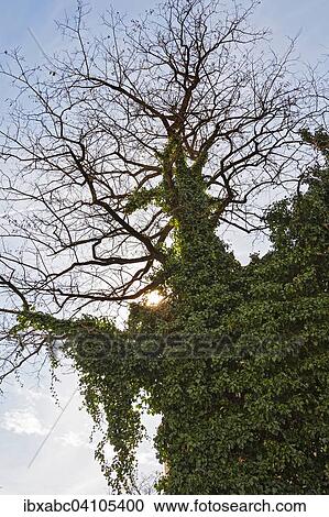 Overgrown tree with clematis (Clematis), Munich, Bavaria, Germany, Europe View Large Photo Image Stock Image - Overgrown tree with clematis (Clematis), Munich, Bavaria, Germany, Europe. Fotosearch