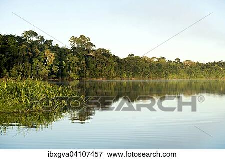 Oxbowlake, Tambopata Nature Reserve, Madre de Dios Region, Peru, South America View Large Photo Image Stock Photo - Oxbowlake, Tambopata Nature Reserve, Madre de Dios Region, Peru, South America. Fotosearch
