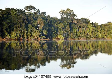 Oxbowlake, Tambopata Nature Reserve, Madre de Dios Region, Peru, South America View Large Photo Image Stock Photography - Oxbowlake, Tambopata Nature Reserve, Madre de Dios Region, Peru, South America. Fotosearch