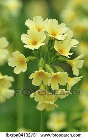 Oxlip (Primula elatior), North Rhine-Westphalia, Germany, Europe View Large Photo Image Stock Image - Oxlip (Primula elatior), North Rhine-Westphalia, Germany, Europe. Fotosearch