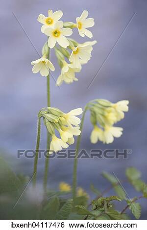 Stock Photograph - Oxlip (Primula elatior), North Rhine-Westphalia, Germany, Europe. Fotosearch