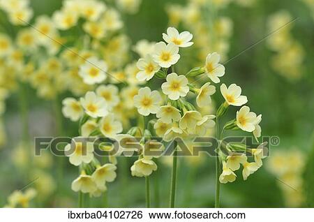Oxlip (Primula elatior), North Rhine-Westphalia, Germany, Europe View Large Photo Image Stock Photograph - Oxlip (Primula elatior), North Rhine-Westphalia, Germany, Europe. Fotosearch