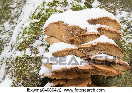 Oyster Mushrooms (Pleurotus ostreatus) in winter, Hesse, Germany, Europe View Large Photo Image Stock Image - Oyster Mushrooms (Pleurotus ostreatus) in winter, Hesse, Germany, Europe. Fotosearch