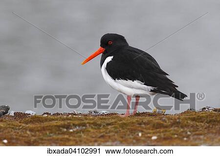 Oystercatcher (Haematopus ostralegus) adult standing on the shore, Lauwersmeer National Park, Holland, The Netherlands, Europe View Large Photo Image Stock Image - Oystercatcher (Haematopus ostralegus) adult standing on the shore, Lauwersmeer National Park, Holland, The Netherlands, Europe. Fotosearch