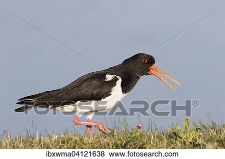 Oystercatcher (Haematopus ostralegus), Texel, The Netherlands, Europe View Large Photo Image Stock Photo - Oystercatcher (Haematopus ostralegus), Texel, The Netherlands, Europe. Fotosearch