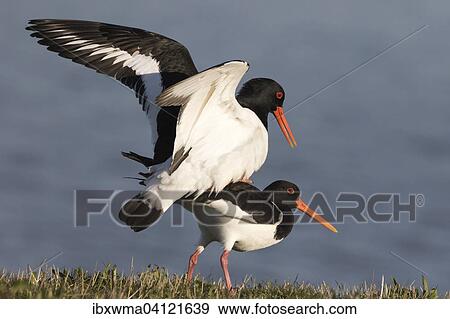 Oystercatchers (Haematopus ostralegus), mating, Texel, The Netherlands, Europe View Large Photo Image Stock Photo - Oystercatchers (Haematopus ostralegus), mating, Texel, The Netherlands, Europe. Fotosearch