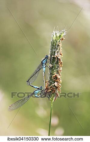 Pairing blue-tailed damselflies (Ischnura elegans), male above, female below, Baden-Wurttemberg, Germany, Europe View Large Photo Image Stock Image - Pairing blue-tailed damselflies (Ischnura elegans), male above, female below, Baden-Wurttemberg, Germany, Europe. Fotosearch