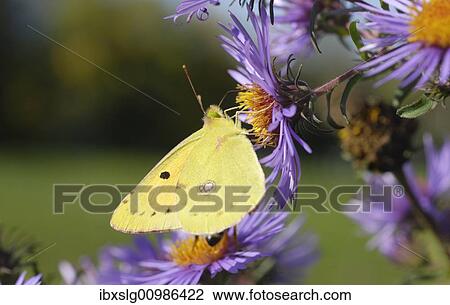 Pale Clouded Yellow (Colias hyale) on the violet blossom of an aromatic aster (Aster oblongifolius), Prealps, Upper Bavaria, Bavaria, Germany, Europe View Large Photo Image Stock Image - Pale Clouded Yellow (Colias hyale) on the violet blossom of an aromatic aster (Aster oblongifolius), Prealps, Upper Bavaria, Bavaria, Germany, Europe. Fotosearch