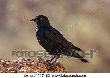 Pale-winged starling (Onychognathus nabouroup), Spitzkoppe, Damaraland, Namibia, Africa View Large Photo Image Stock Image - Pale-winged starling (Onychognathus nabouroup), Spitzkoppe, Damaraland, Namibia, Africa. Fotosearch