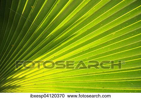 Palm frond (Arecaceae), Cienfuegos Province, Cuba, North America View Large Photo Image Stock Image - Palm frond (Arecaceae), Cienfuegos Province, Cuba, North America. Fotosearch