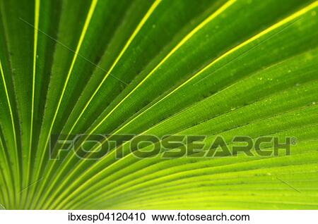 Palm frond (Arecaceae), Cienfuegos Province, Cuba, North America View Large Photo Image Stock Image - Palm frond (Arecaceae), Cienfuegos Province, Cuba, North America. Fotosearch
