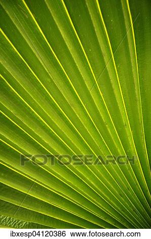 Stock Photograph - Palm frond (Arecaceae), Cienfuegos Province, Cuba, North America. Fotosearch