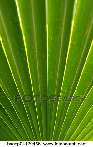 Stock Photograph - Palm frond (Arecaceae), Cienfuegos Province, Cuba, North America. Fotosearch