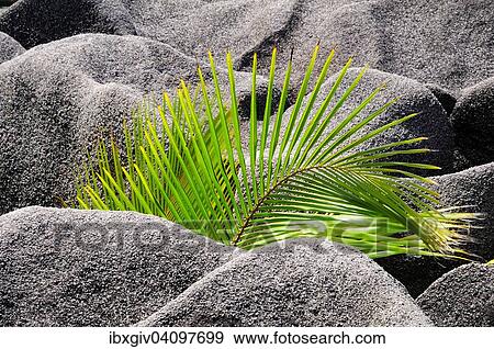 Palm frond, young palm tree growing between the granite rocks, La Digue Island, La Digue and Inner Islands, Seychelles, Africa View Large Photo Image Stock Photo - Palm frond, young palm tree growing between the granite rocks, La Digue Island, La Digue and Inner Islands, Seychelles, Africa. Fotosearch
