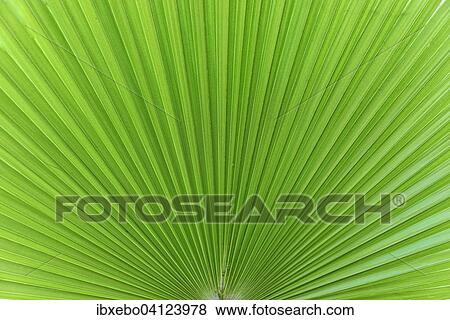 Palm fronds, palm fan, detail, Marrakech, Morocco, Africa View Large Photo Image Stock Photo - Palm fronds, palm fan, detail, Marrakech, Morocco, Africa. Fotosearch
