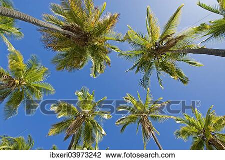 Palm grove, Big Island, Hawaii View Large Photo Image Stock Image - Palm grove, Big Island, Hawaii. Fotosearch
