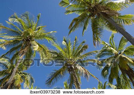 Palm grove, Big Island, Hawaii View Large Photo Image Stock Photo - Palm grove, Big Island, Hawaii. Fotosearch