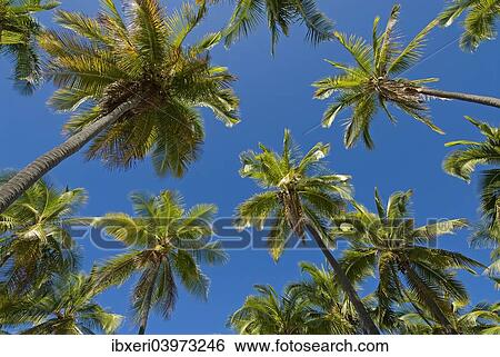 Palm grove, Big Island, Hawaii View Large Photo Image Stock Photograph - Palm grove, Big Island, Hawaii. Fotosearch