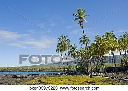 Palm grove, Pu'uhonua O Honaunau National Historical Park, Big Island, Hawaii View Large Photo Image Stock Image - Palm grove, Pu'uhonua O Honaunau National Historical Park, Big Island, Hawaii. Fotosearch