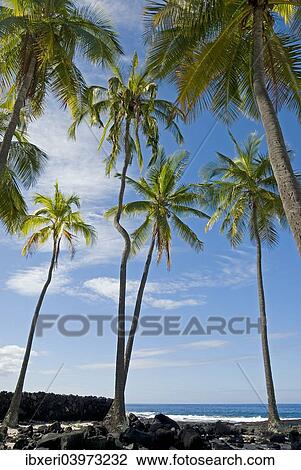 Palm grove, Pu'uhonua O Honaunau National Historical Park, Big Island, Hawaii View Large Photo Image Stock Image - Palm grove, Pu'uhonua O Honaunau National Historical Park, Big Island, Hawaii. Fotosearch
