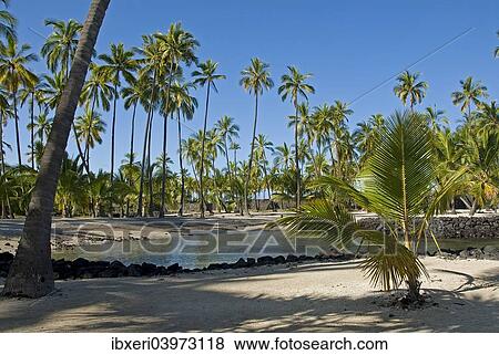 Palm grove, Pu'uhonua O Honaunau National Historical Park, Big Island, Hawaii View Large Photo Image Stock Photo - Palm grove, Pu'uhonua O Honaunau National Historical Park, Big Island, Hawaii. Fotosearch
